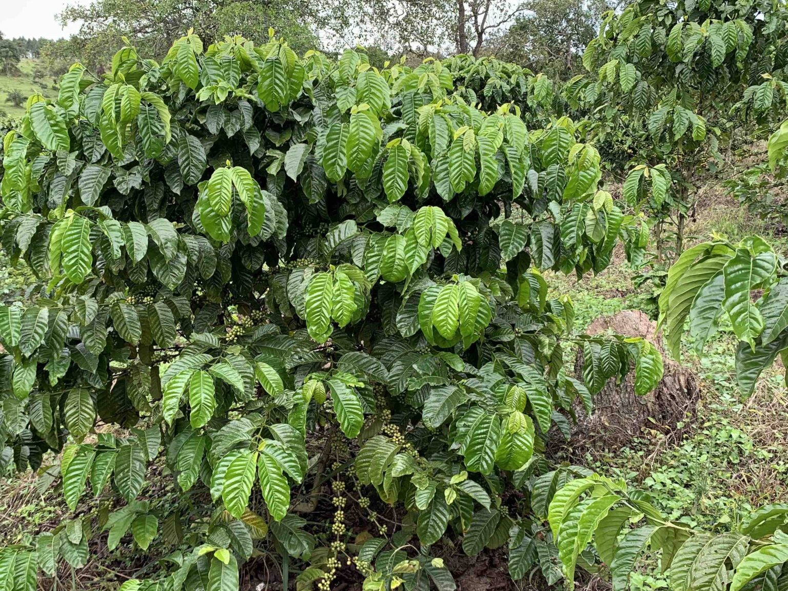 Specialty Robusta – Brand Coffee Farm Uganda